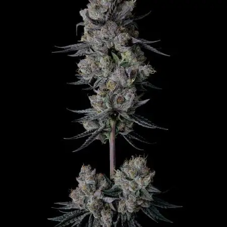 Purple Headies Pheno Hunt