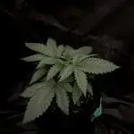 Flavor & Power: A Controlled Grow
