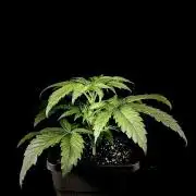 Learning with RIDGELION