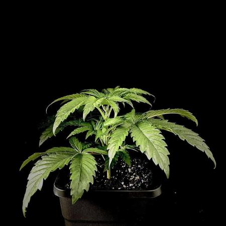 Learning with RIDGELION