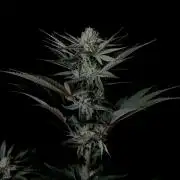 Purple Headies Pheno Hunt