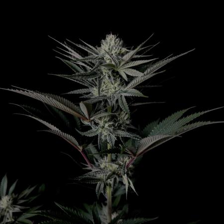 Purple Headies Pheno Hunt