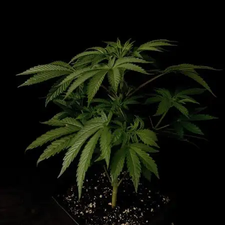 Purple Headies Pheno Hunt