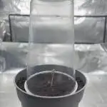 Nutter Butter Craft Cultivation
