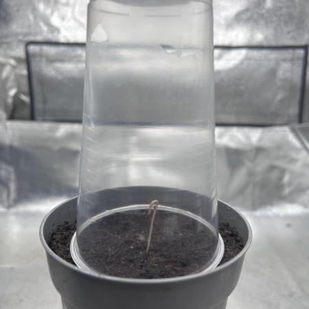 Nutter Butter Craft Cultivation