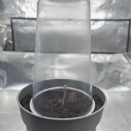 Nutter Butter Craft Cultivation