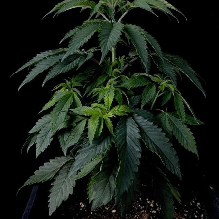 Rebel Grown in My Town