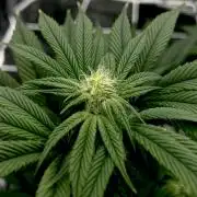 The Jet Puft Experiment