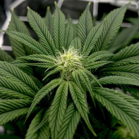 The Jet Puft Experiment