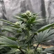 The Jet Puft Experiment