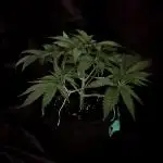 Flavor & Power: A Controlled Grow