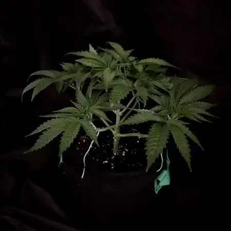 Flavor & Power: A Controlled Grow