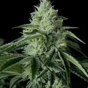 Rebel Grown in My Town