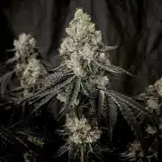 Flavor & Power: A Controlled Grow