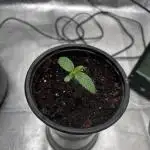 The Jet Puft Experiment