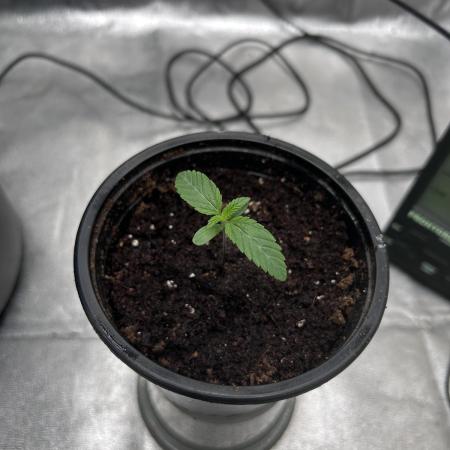 The Jet Puft Experiment