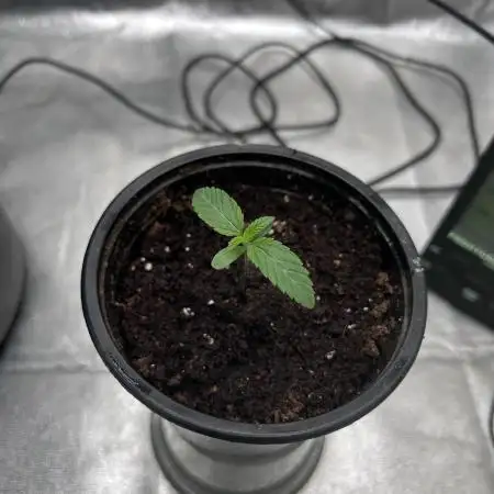 The Jet Puft Experiment