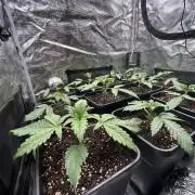 Learning with RIDGELION