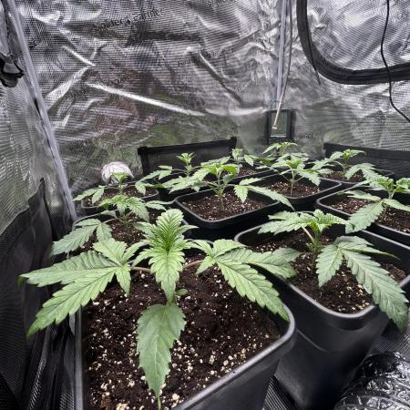 Learning with RIDGELION