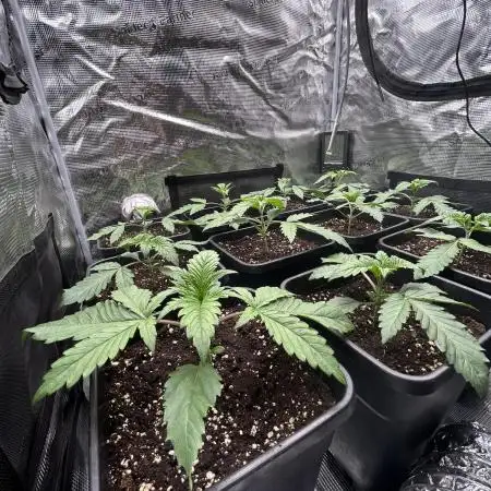 Learning with RIDGELION