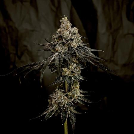 Flavor & Power: A Controlled Grow