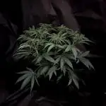 Flavor & Power: A Controlled Grow