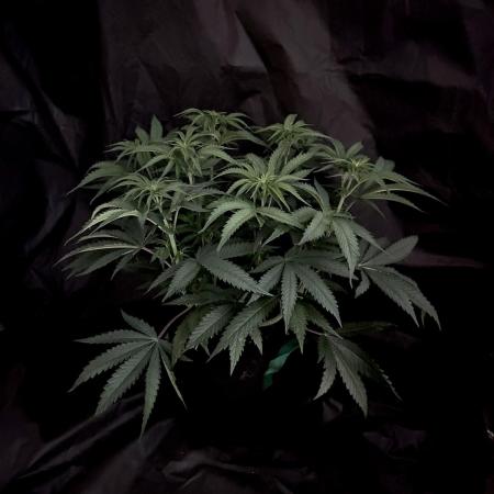 Flavor & Power: A Controlled Grow