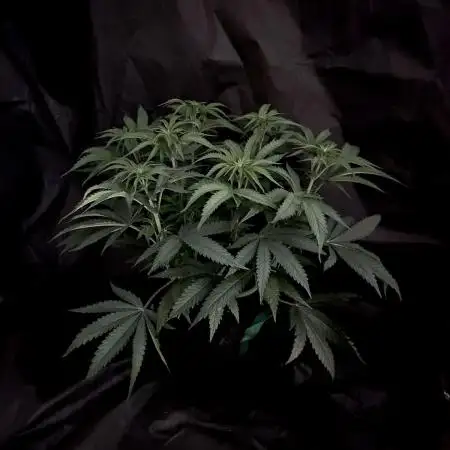 Flavor & Power: A Controlled Grow