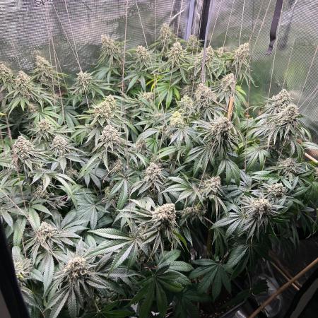 Rebel Grown in My Town