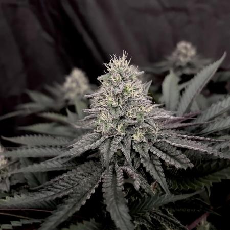 Flavor & Power: A Controlled Grow
