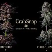 CrabSnap — The First Chapter