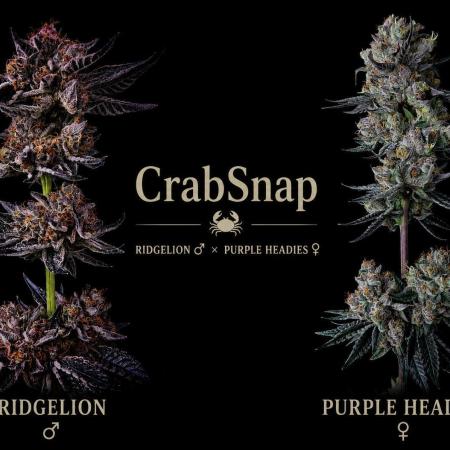 CrabSnap — The First Chapter