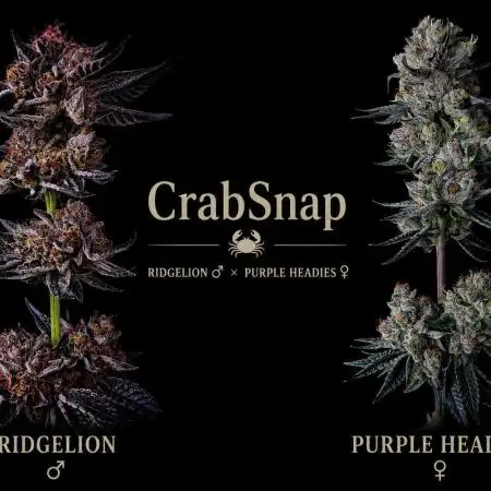 CrabSnap — The First Chapter
