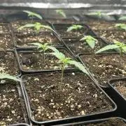 Rebel Grown in My Town