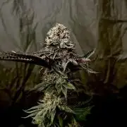 Flavor & Power: A Controlled Grow