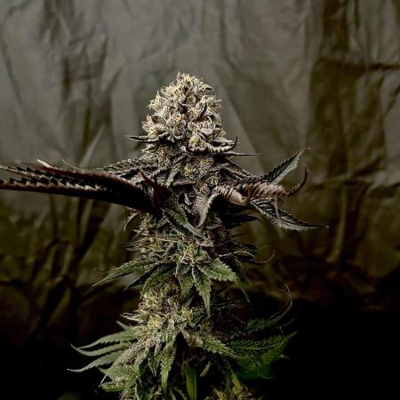 Flavor & Power: A Controlled Grow