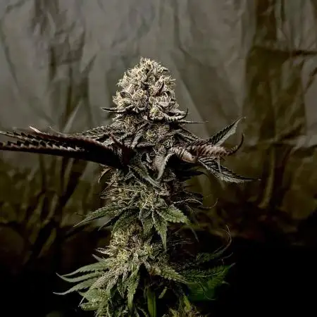 Flavor & Power: A Controlled Grow