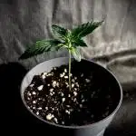 Flavor & Power: A Controlled Grow