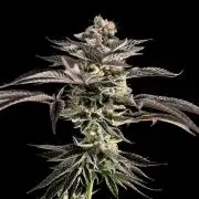 The Jet Puft Experiment