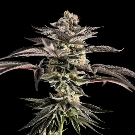 The Jet Puft Experiment