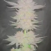 Flavor & Power: A Controlled Grow