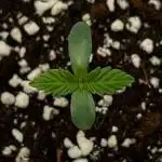 Flavor & Power: A Controlled Grow