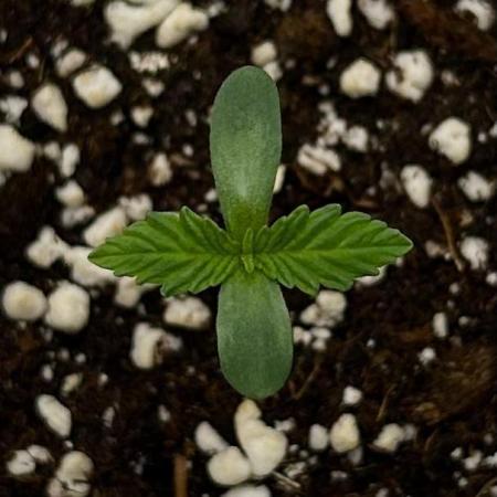 Flavor & Power: A Controlled Grow