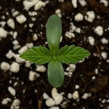 Flavor & Power: A Controlled Grow