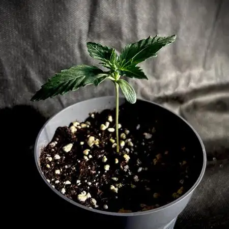 Flavor & Power: A Controlled Grow