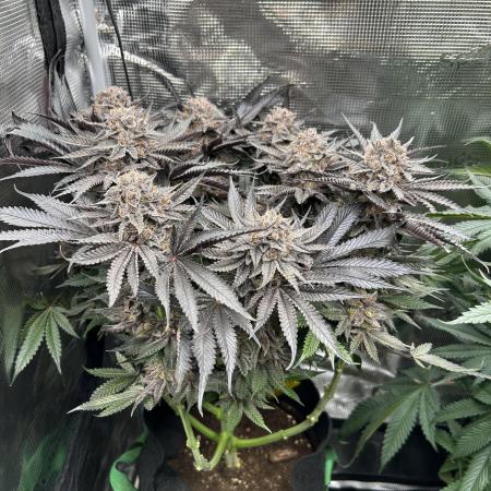 Flavor & Power: A Controlled Grow