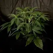 The Jet Puft Experiment