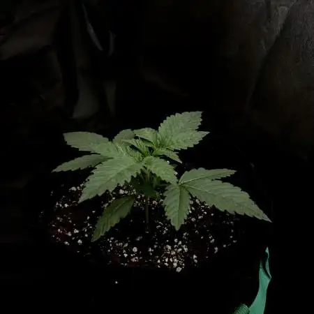 Flavor & Power: A Controlled Grow