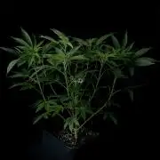 Rebel Grown in My Town