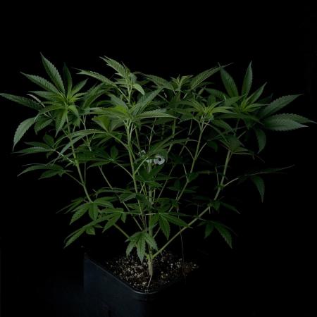 Rebel Grown in My Town